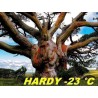 Snow Gum Eucalyptus Seeds - Hardy −23 °C  - 7