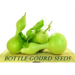 Bottle Gourd Seeds (Lagenaria siceraria)