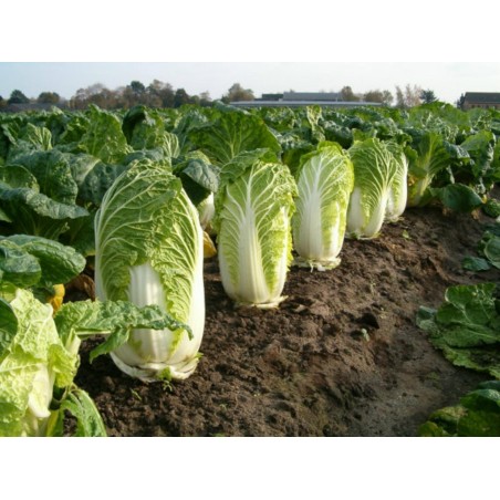 1.55 Semi di Cavolo Cinese (Brassica pekinensis)