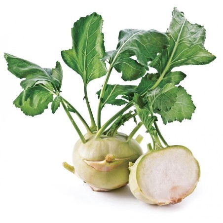 1.25 Kålrabbi Frön