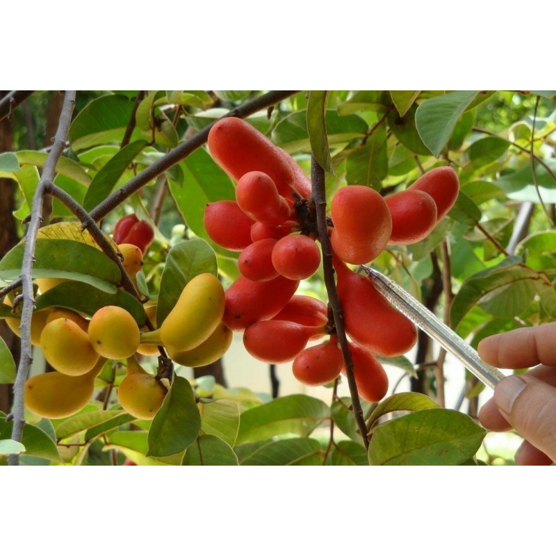 Sementes de Susung Kalabaw ou Carabao tits (Uvaria Rufa) | Price: 5,00 € 🌳🌼🌸🌿🌱🍉