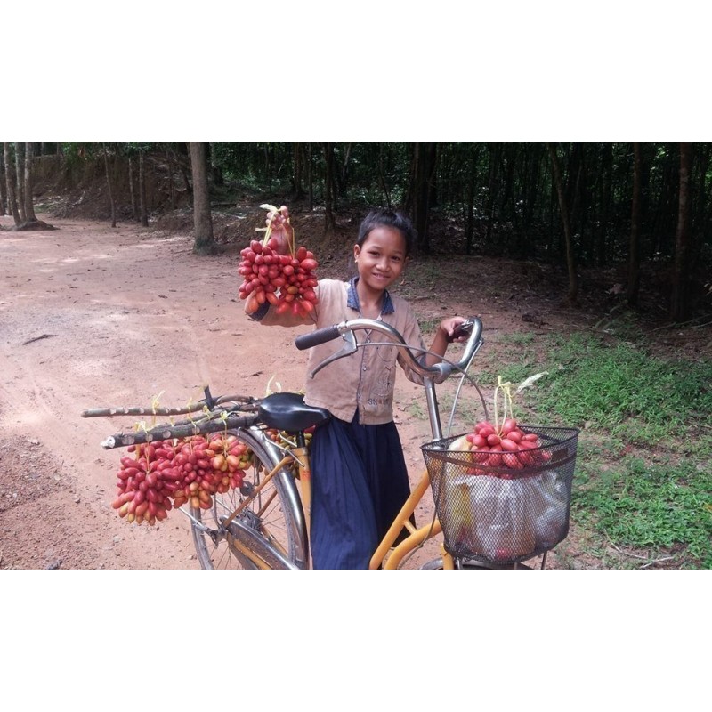 Sementes de Susung Kalabaw ou Carabao tits (Uvaria Rufa) | Price: 5,00 € 🌳🌼🌸🌿🌱🍉