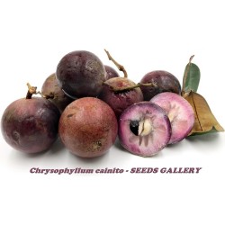 4.95 Graines Pomme de Lait Caïmite Emeraude (Chrysophyllum cainito)