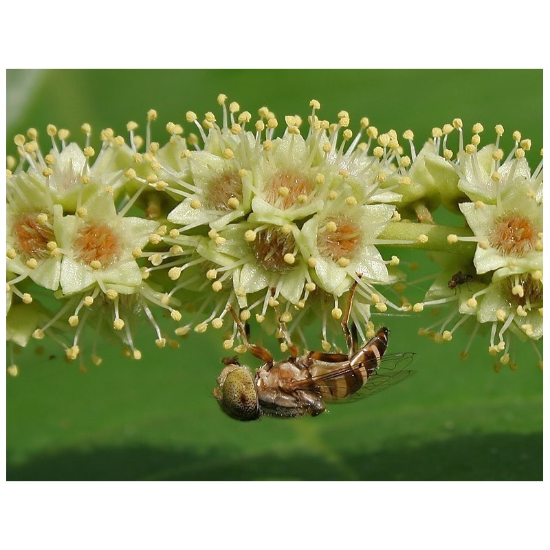 Ο βασιλιάς των φαρμακευτικών βοτάνων - Σπόροι Haritaki (Terminalia chebula)  - 4