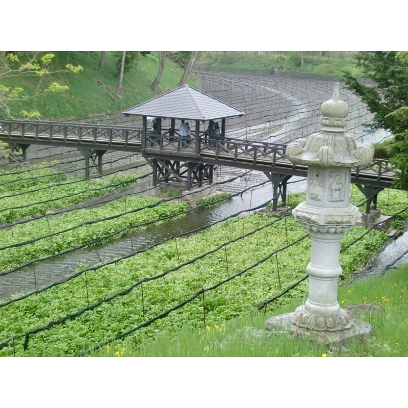 Wasabi Seeds (Wasabia japonica, Eutrema japonicum) Price €7.50