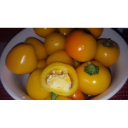 Semillas de Chile Amarillo Dulce - Frutas grandes