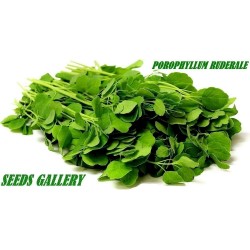 2.25 Graines de Papalo - Coriandre Bolivienne (Porophyllum ruderale)