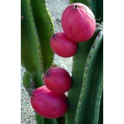 Sementes De Cactos Maça Do Peru (Cereus Peruvianus)