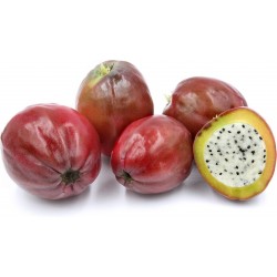 Μήλο Κάκτος Σπόροι (Cereus peruvianus)