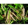لوبياء مقرنة بذور (Vigna angularis) | Price: 1.95 € 🌳🌼🌸🌿🌱🍉