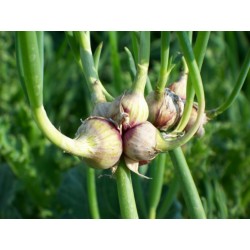 Seeds - Tree Onions, Egyptian Walking Onions, Topsetting Onions
