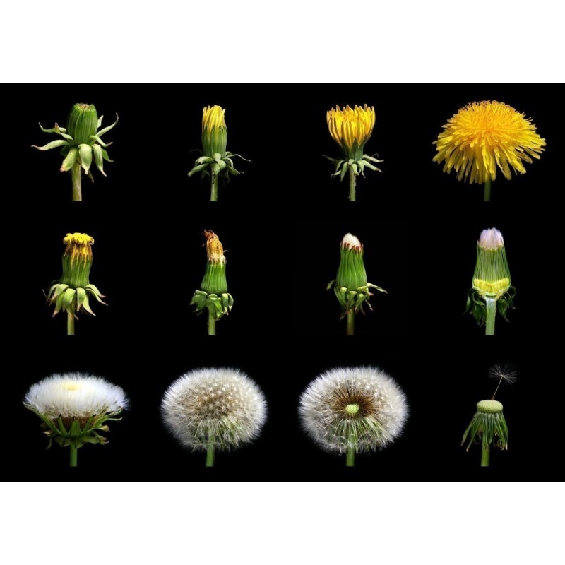 AROMATICHE ED OFFICINALI TARASSACO | Vendita Sementi Biologiche - Foto 11