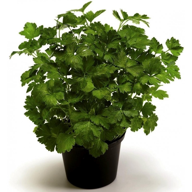 Graines de Persil plat GÉANT DE NAPLES (Petroselinum crispum) | Price: 1,50 € 🌳🌼🌸🌿🌱🍉