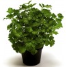 Graines de Persil plat GÉANT DE NAPLES (Petroselinum crispum) | Price: 1,50 € 🌳🌼🌸🌿🌱🍉