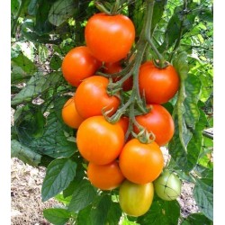 AURIGA Γερμανικά ντομάτας Σπόροι (Solanum lycopersicum)