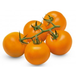 Semillas de tomate alemán AURIGA (Solanum lycopersicum)
