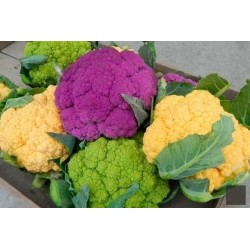 CAULIFLOWER SOWING, PLANTING, GROWING, AND HARVESTING