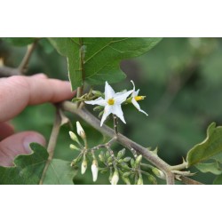 Semi di FICO DEL DIAVOLO (Solanum torvum)