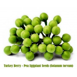 Mini Patlidzan – Grasak Patlidzan Seme (Solanum torvum)