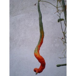 Snake kalebass Frö (Trichosanthes cucumerina)