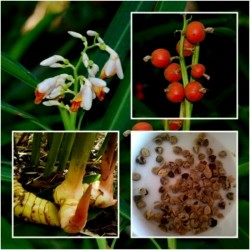 Σπόροι φυτό ΤΑΪΛΑΝΔΙΚΆ ΤΖΊΝΤΖΕΡ - GALANGAL (Alpinia galanga)