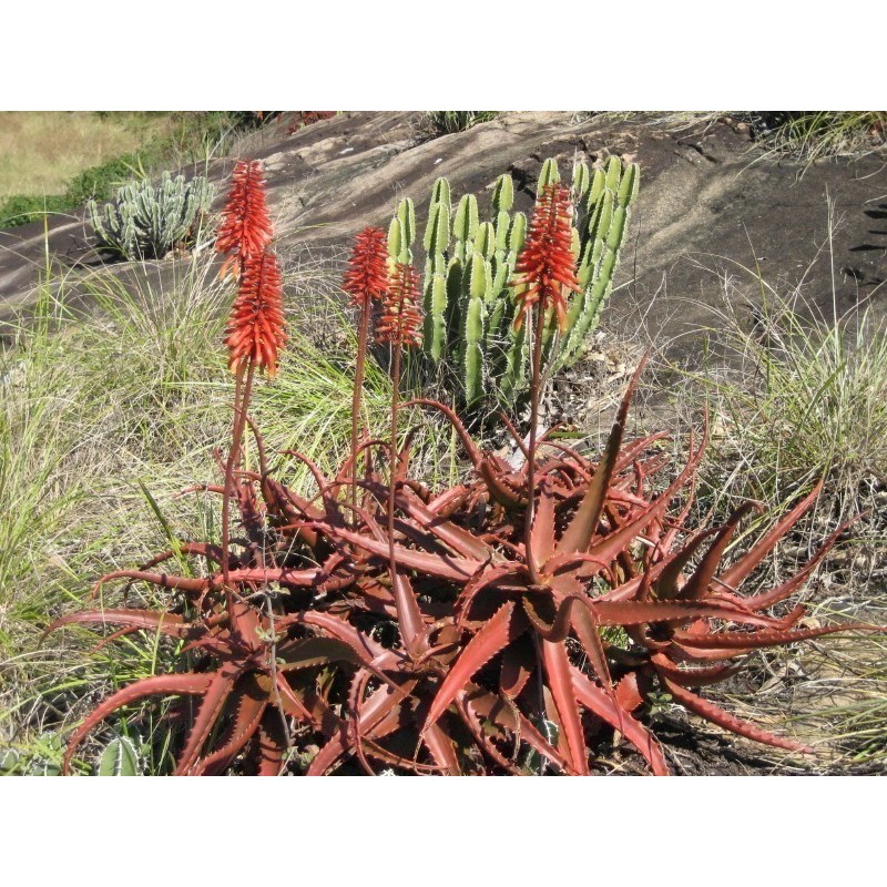 Κόκκινος Αλόη σπόρων (Aloe cameronii) | Price: 4,00 € 🌳🌼🌸🌿🌱🍉