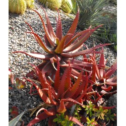 Röd Aloe Frö (Aloe cameronii)