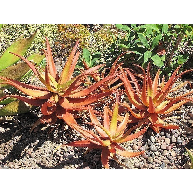 Κόκκινος Αλόη σπόρων (Aloe cameronii) | Price: 4,00 € 🌳🌼🌸🌿🌱🍉