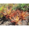 Κόκκινος Αλόη σπόρων (Aloe cameronii) | Price: 4,00 € 🌳🌼🌸🌿🌱🍉