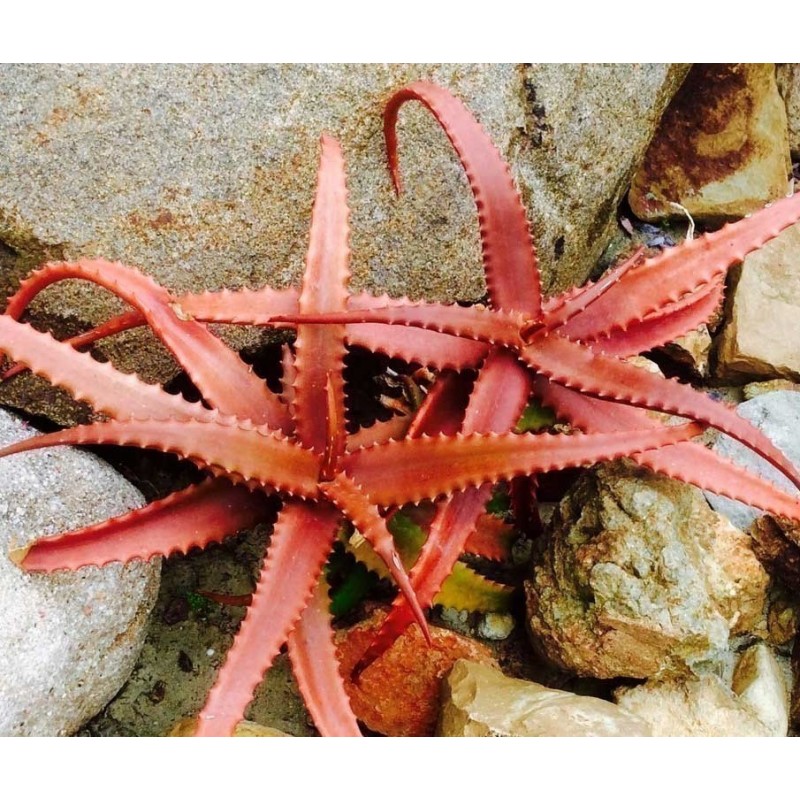 Κόκκινος Αλόη σπόρων (Aloe cameronii) | Price: 4,00 € 🌳🌼🌸🌿🌱🍉