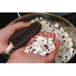 Semi di Mais Popcorn Nero Dakota