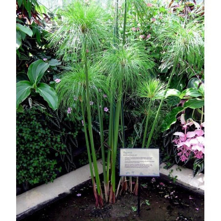 2.35 Papirus Seme (Cyperus papyrus)