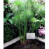 2.35 Papirus Seme (Cyperus papyrus)
