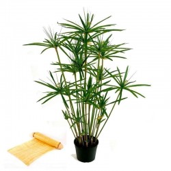 Papyrus Frö (växt) (Cyperus papyrus)