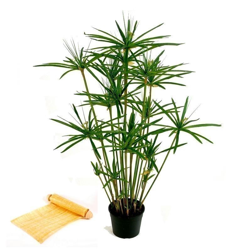 Graines de Papyrus (Cyperus papyrus L.)