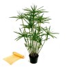 2.35 Papirus Seme (Cyperus papyrus)