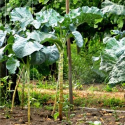 Walking Stick Kale - Jersey Cabbage Seeds (Brassica oleracea longata)