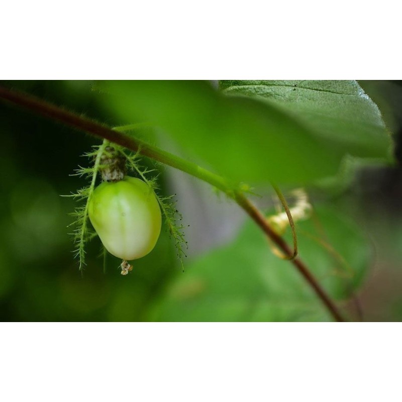 2.35 Mini - Buske Passionsblomssläktet Frö (Passiflora foetida)