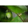 2.35 Mini - Buske Passionsblomssläktet Frö (Passiflora foetida)