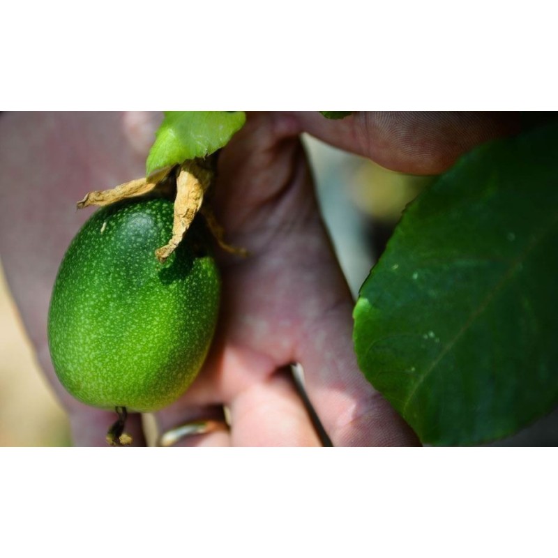 2.35 Mini - Buske Passionsblomssläktet Frö (Passiflora foetida)