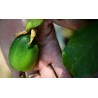 2.35 Mini - Buske Passionsblomssläktet Frö (Passiflora foetida)
