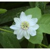 2.35 Mini - Buske Passionsblomssläktet Frö (Passiflora foetida)