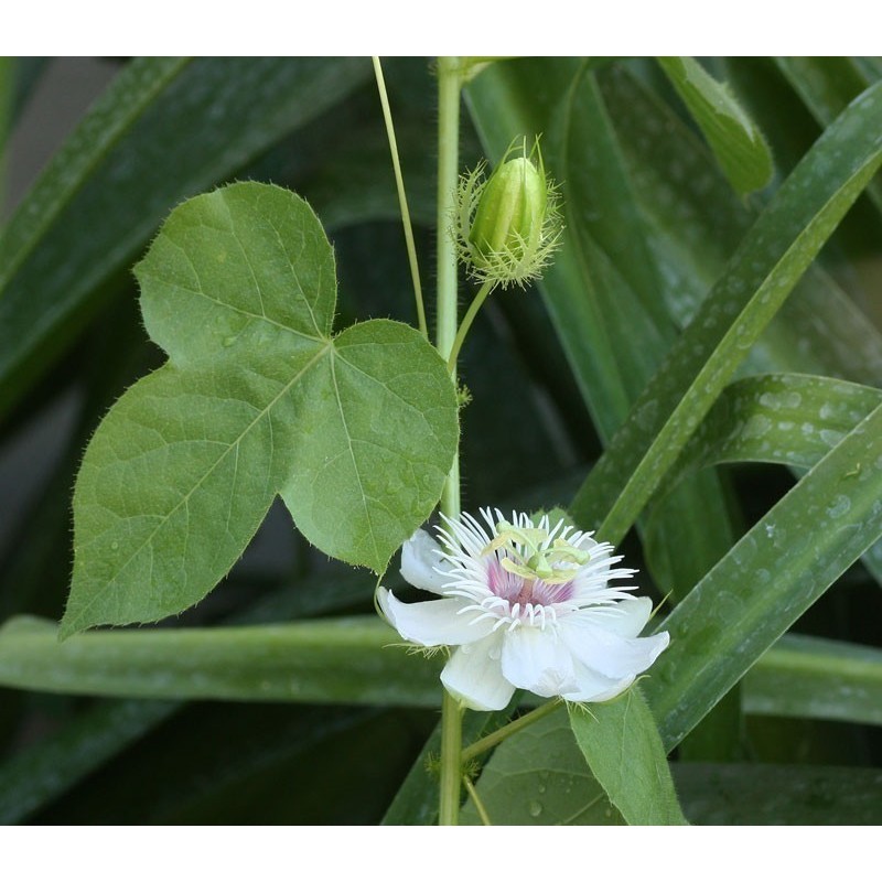 2.35 Mini - Buske Passionsblomssläktet Frö (Passiflora foetida)