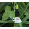 2.35 Mini - Buske Passionsblomssläktet Frö (Passiflora foetida)