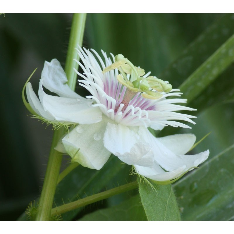 2.35 Mini - Buske Passionsblomssläktet Frö (Passiflora foetida)