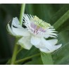 2.35 Mini - Buske Passionsblomssläktet Frö (Passiflora foetida)