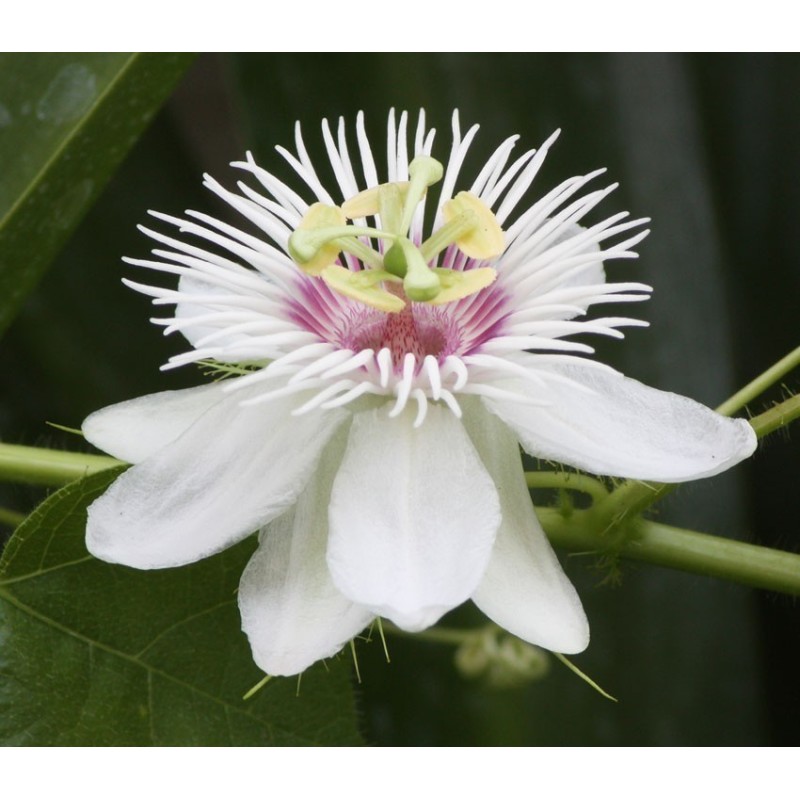 2.35 Mini - Buske Passionsblomssläktet Frö (Passiflora foetida)