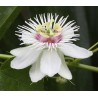 2.35 Mini - Buske Passionsblomssläktet Frö (Passiflora foetida)