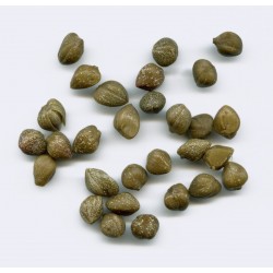 20 graines de plantes de câpres, graines de Capparis Spinosa