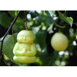 Stampo di frutta sotto forma di Buddha, pera, melone